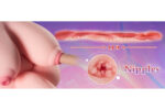 9.3kg/20.5lbs Futa Torso Sex Doll With Penetrable Penis and Tits - Image 5